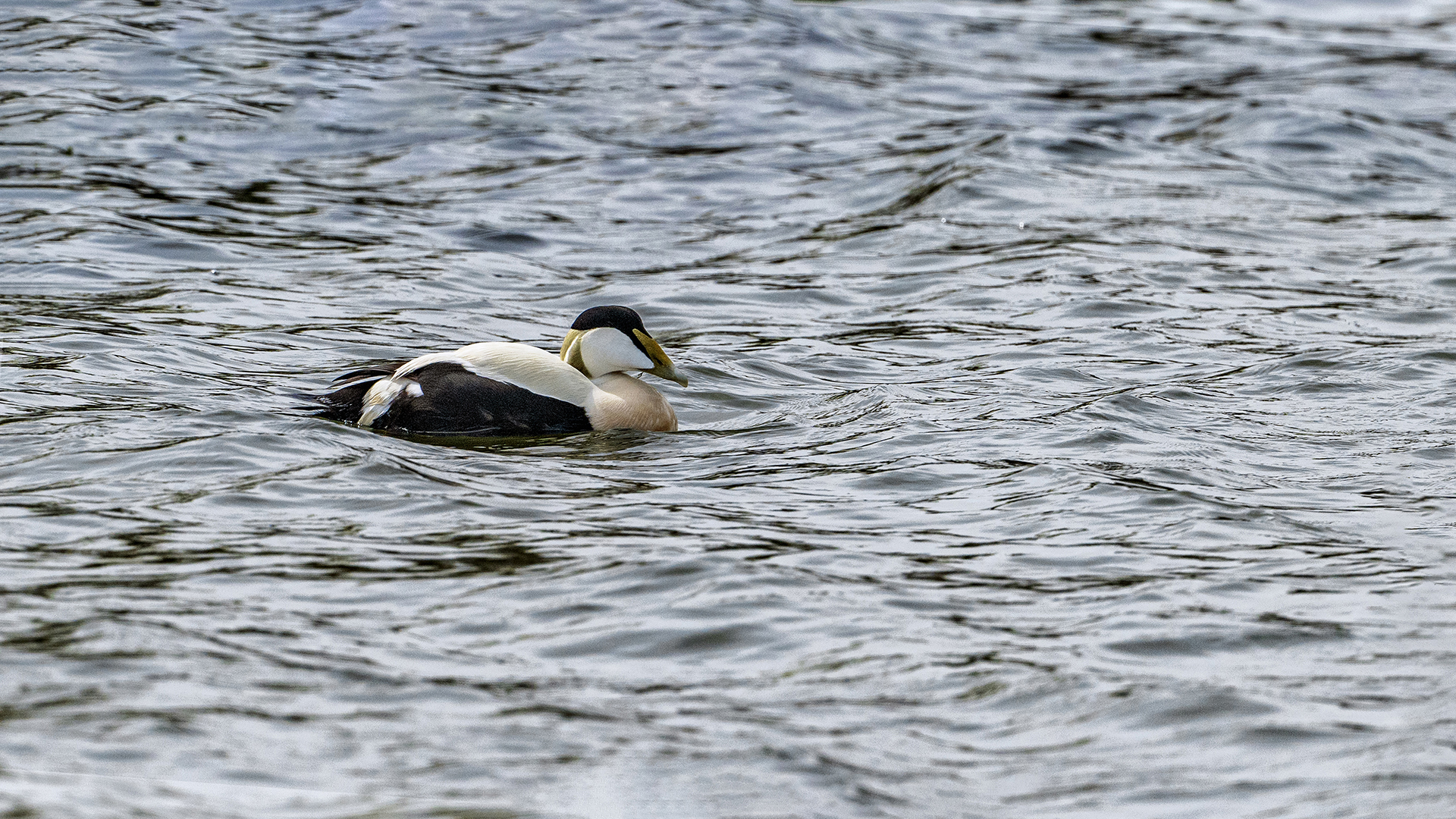 Common Eider